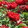 Grootbloemige roos Rood