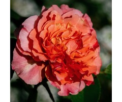 Grootbloemige roos Oranje