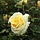 Grootbloemige roos Geel