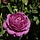 Grootbloemige roos Blauw