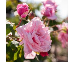 Grootbloemige klimroos Roze