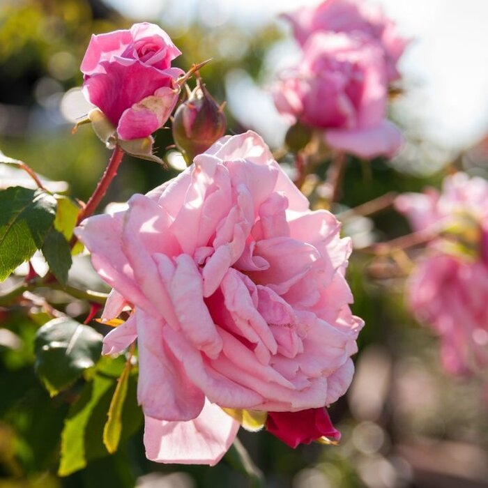 Grootbloemige klimroos Roze