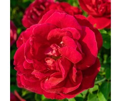 Grootbloemige klimroos Rood