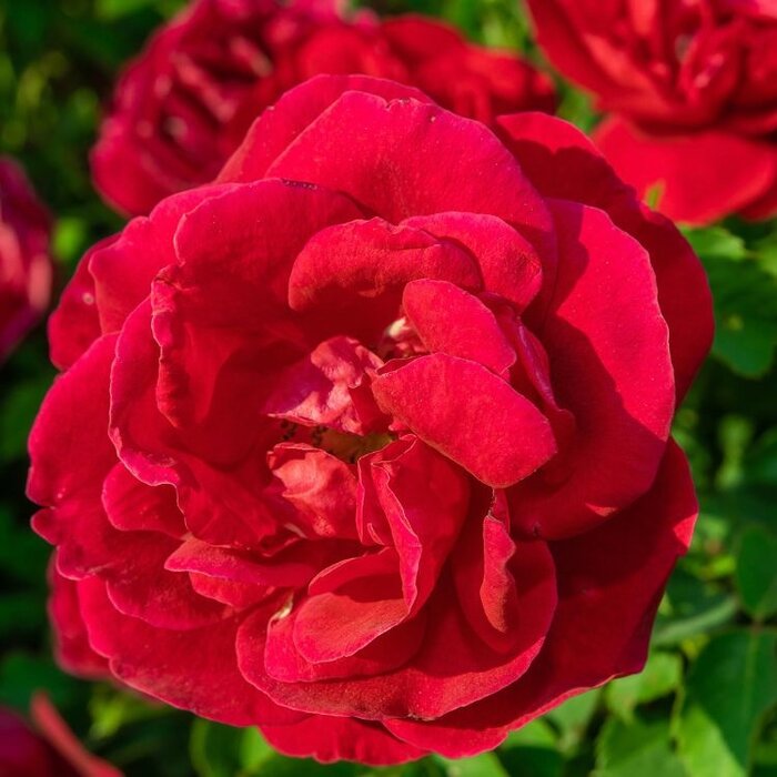 Grootbloemige klimroos Rood