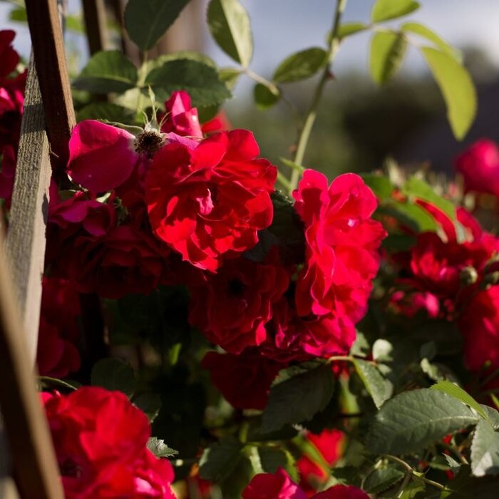 Grootbloemige klimroos Rood