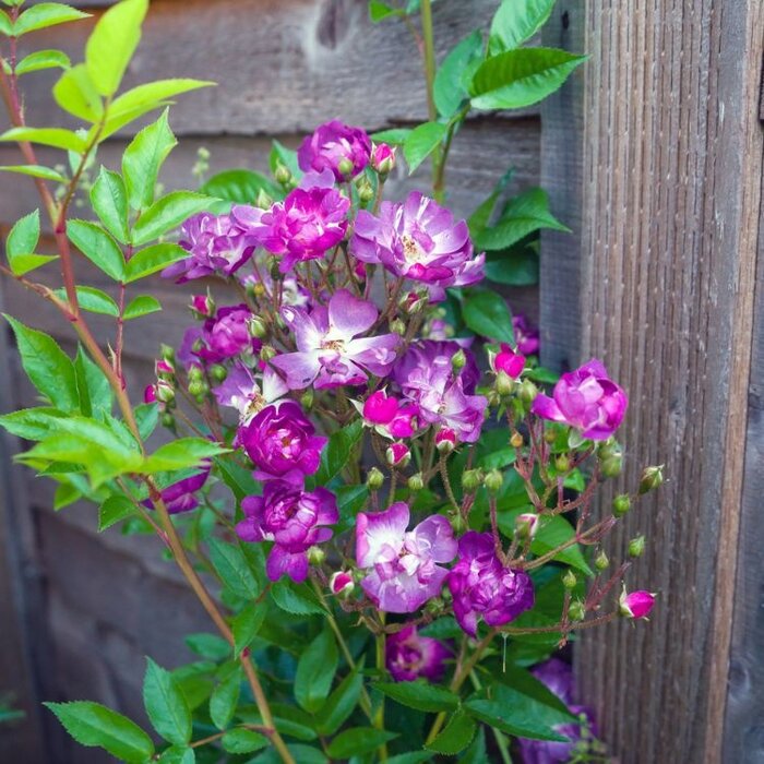 Grootbloemige klimroos Paars