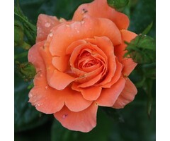 Grootbloemige klimroos Oranje