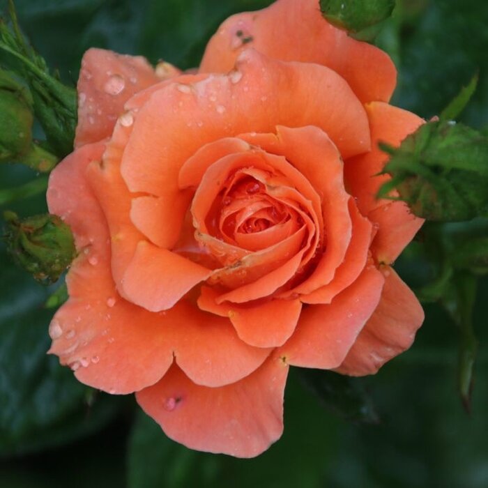 Grootbloemige klimroos Oranje