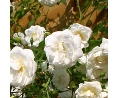 Grootbloemige klimroos Wit