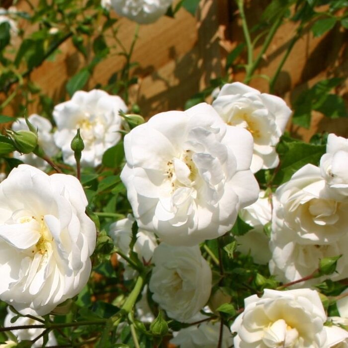 Grootbloemige klimroos Wit