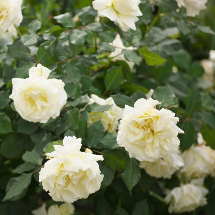 Grootbloemige klimroos Créme