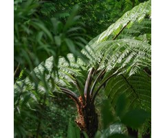 Boomvaren - Dicksonia antarctica