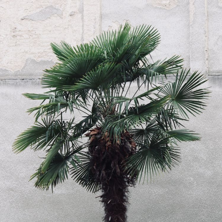 Palmboom - Trachycarpus wagnerianus