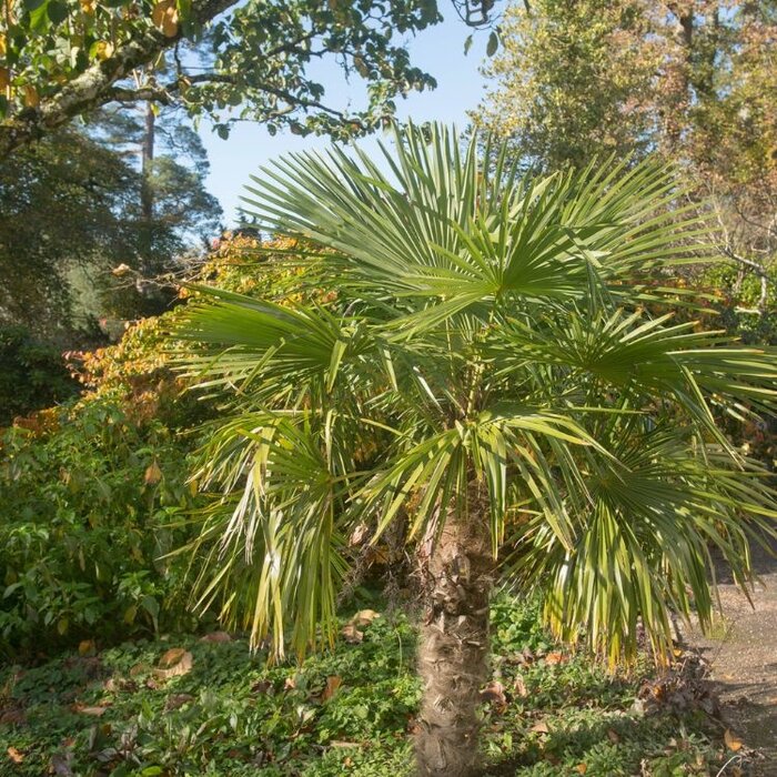 Winterharde palm - Trachycarpus fortunei