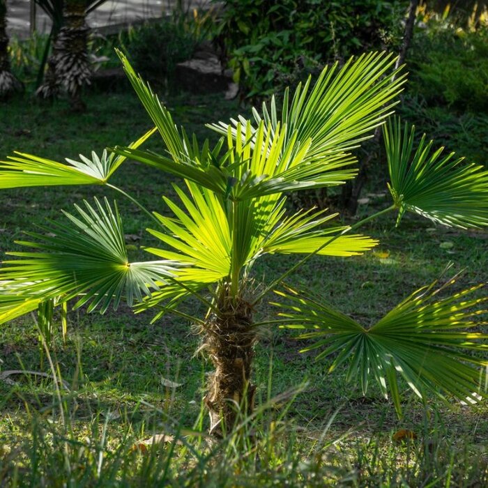 Winterharde palm - Trachycarpus fortunei