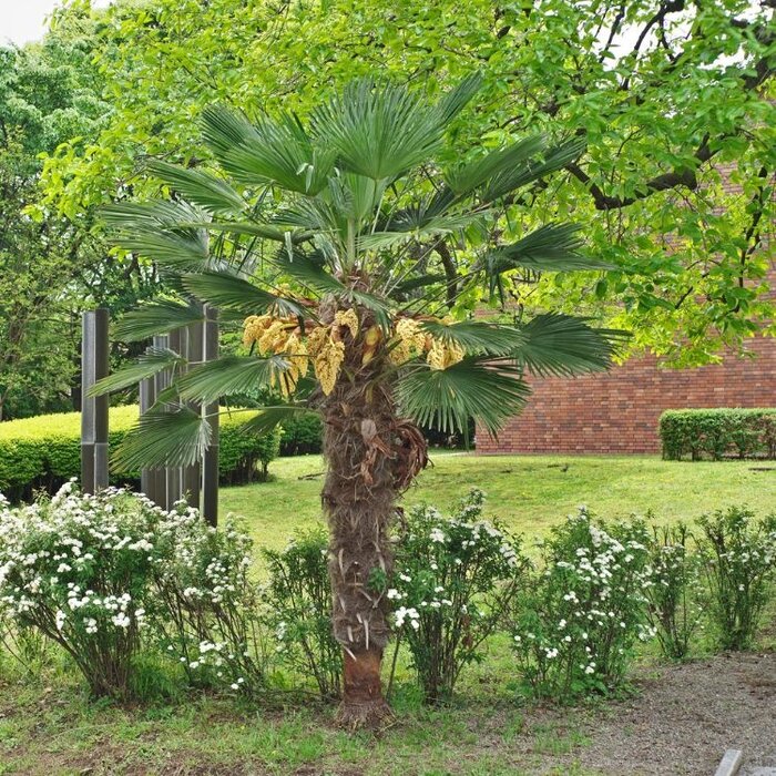 Winterharde palm - Trachycarpus fortunei