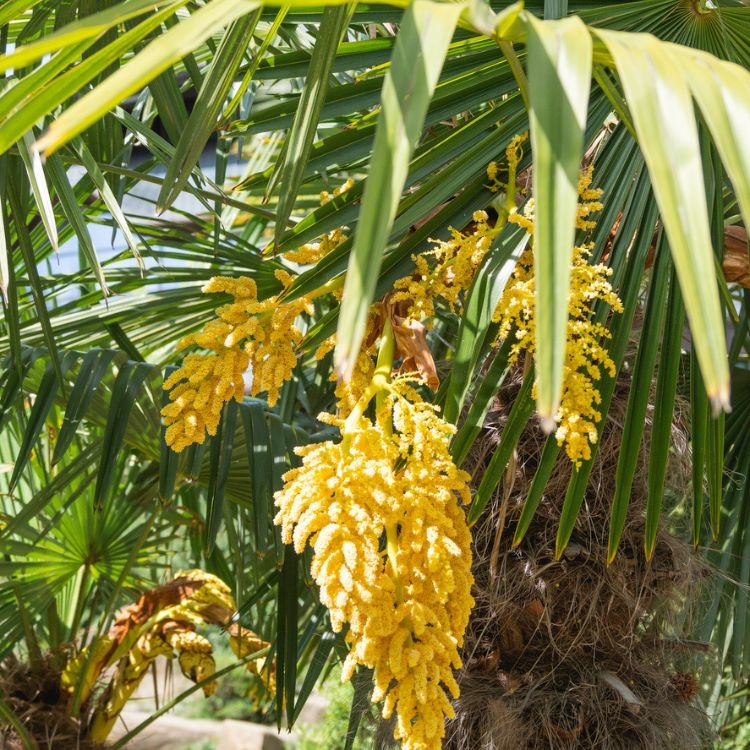 Winterharde palm - Trachycarpus fortunei