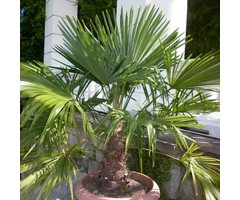 Winterharde palm - Chamaerops excelsa
