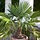 Winterharde palm - Chamaerops excelsa