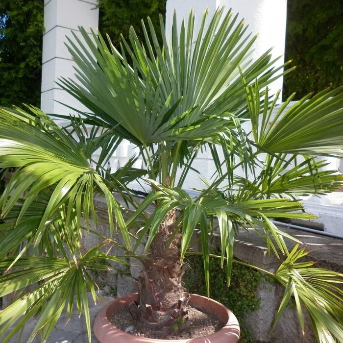 Winterharde palm - Chamaerops excelsa