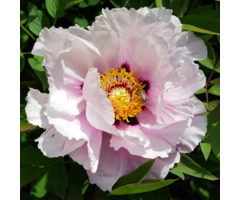 Boompioen - Paeonia suffruticosa roze