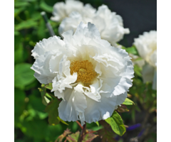 Boompioen - Paeonia suffruticosa Wit
