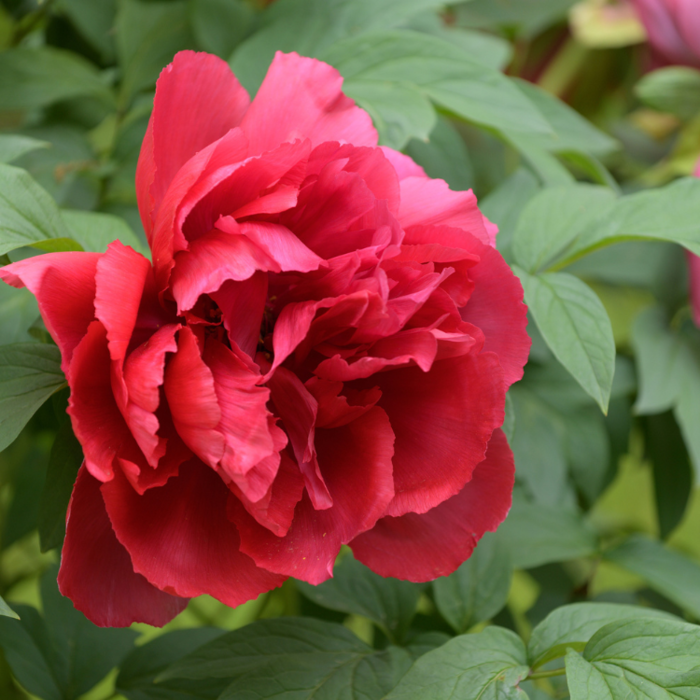 Pioenroos - Paeonia suffruticosa rood