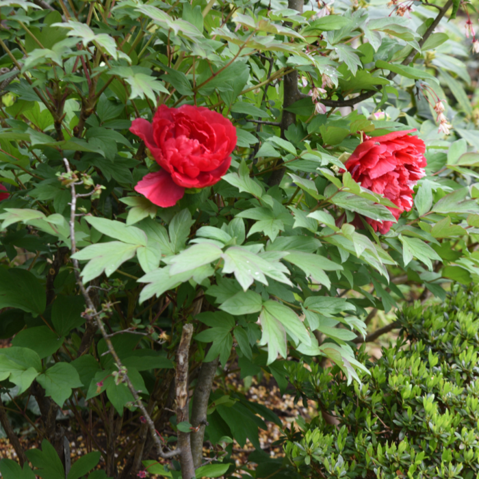 Pioenroos - Paeonia suffruticosa rood
