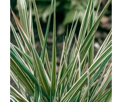 Kalmoes - Acorus gramineus 'Argenteostriatus'
