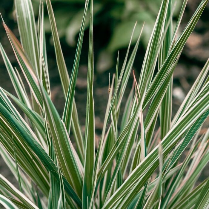 Kalmoes - Acorus gramineus 'Argenteostriatus'