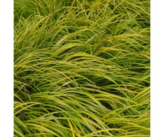 Kalmoes - Acorus gramineus 'Golden Delight'