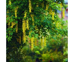 Alpengoudenregen op stam - Laburnum alpinum 'Pendulum'