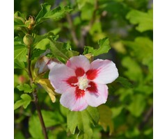 Altheastruik op stam - Hibiscus syriacus 'Hamabo'