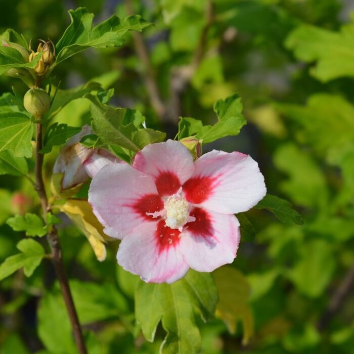 Altheastruik op stam - Hibiscus syriacus 'Hamabo'