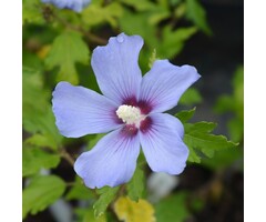 Altheastruik op stam - Hibiscus syriacus 'Marina'