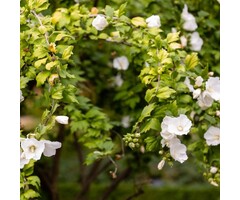 Altheastruik op stam - Hibiscus syriacus 'Totus Albus'