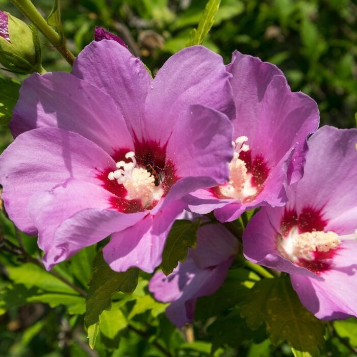 Altheastruik op stam - Hibiscus syriacus 'Woodbridge'