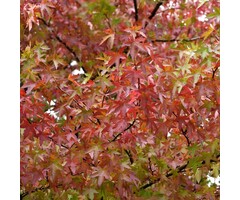 Amberboom - Liquidambar styraciflua 'Worplesdon'