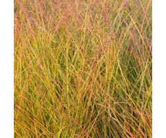 Fazantstaartgras - Anemanthele lessoniana 'Sirocco'