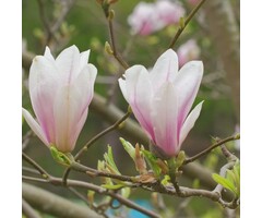Beverboom - Magnolia 'Heaven Scent'