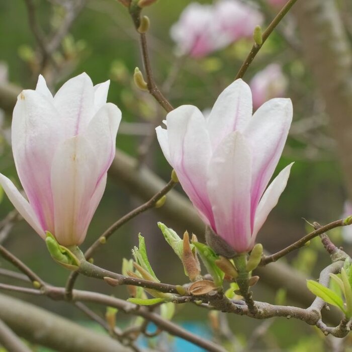 Beverboom - Magnolia 'Heaven Scent'