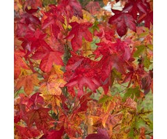 Bolamberboom op stam  - Liquidambar styraciflua 'Gum Ball'