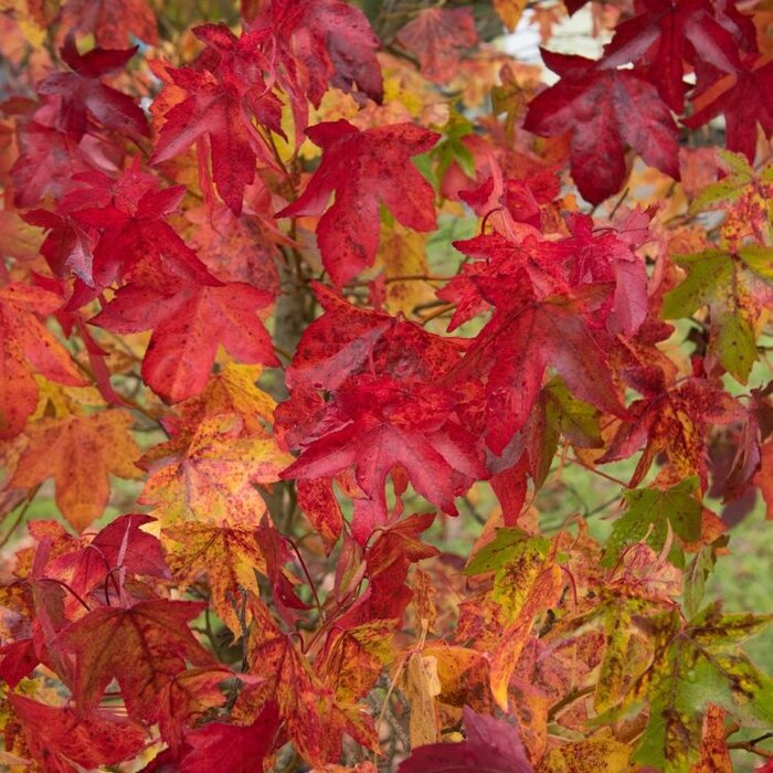 Bolamberboom op stam  - Liquidambar styraciflua 'Gum Ball'