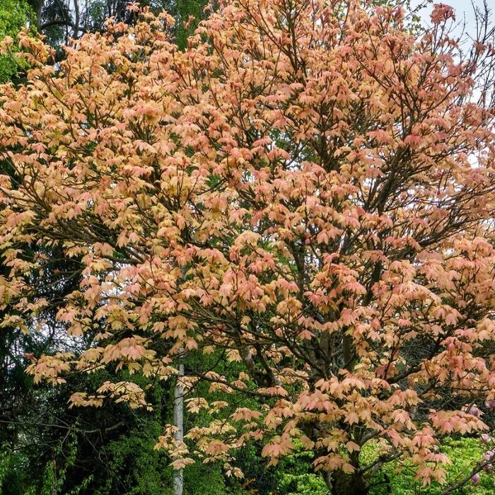 Bolesdoorn op stam - Acer pseudoplatanus 'Brilliantissimum'
