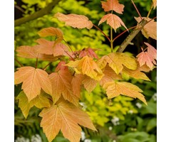 Bolesdoorn op stam - Acer pseudoplatanus 'Brilliantissimum'