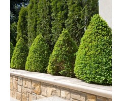 Buxus piramide  - Buxus sempervirens (Kegel)