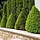Buxus piramide  - Buxus sempervirens (Kegel)
