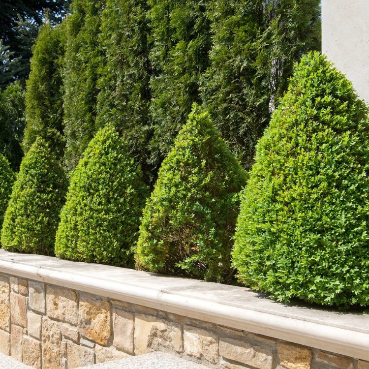 Buxus piramide  - Buxus sempervirens (Kegel)