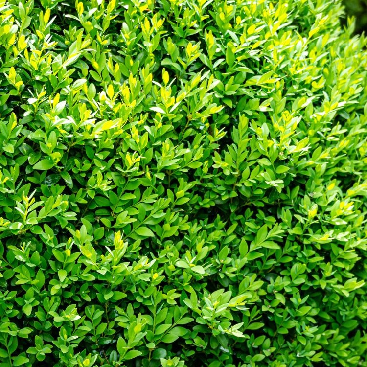 Buxus piramide  - Buxus sempervirens (Kegel)
