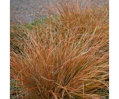 Zegge - Carex buchanani 'Red Rooster'